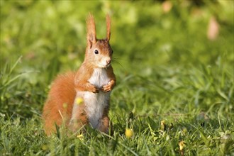 Eurasian red squirrel (Sciurus vulgaris) standing in a meadow, animal portrait, Hesse, Germany,