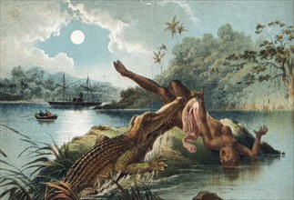 A crocodile emerging from the Zambezi River and biting off a woman's leg. The woman is taken by