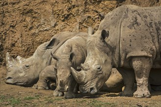 White rhino, Square-lipped rhinoceros (Ceratotherium simum) family group showing male, female and