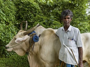 Sinhalese man with his ox, Sri Lanka, Asia