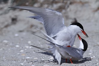 Common Tern (Sterna hirundo), copula, mating in front of the colony, Lower Saxon Wadden Sea