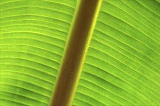 Banana leaf against the light, close-up, Madeira, Portugal, Europe