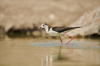 Black-winged stilt (Himantopus himantopus) walking in the water, Camargue, France, Europe