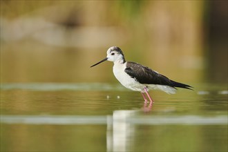 Black-winged stilt (Himantopus himantopus) standing in the water, Camargue, France, Europe