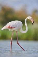 Greater Flamingo (Phoenicopterus roseus) walking in the water, Parc Naturel Regional de Camargue,