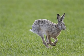 European brown hare (Lepus europaeus) running, fleeing through field, farmland in spring