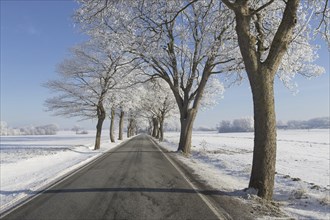 Small-leaved lime, little-leaf linden (Tilia cordata) trees bordering country road on snow covered