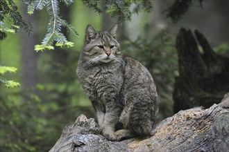 Wild cat (Felis silvestris) sitting on fallen tree trunk in woodland, Bavarian Forest, Germany,