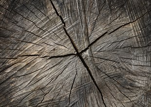 Annual rings on a weathered log, Upper Austria, Austria, Europe