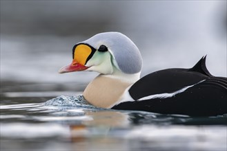 King eider (Somateria spectabilis), portrait of a male, Batsfjord, Batsfjord, Varanger Peninsula,