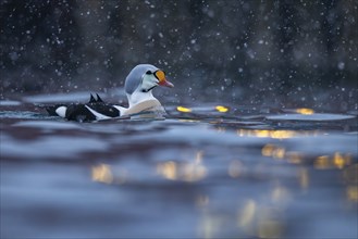 King eider (Somateria spectabilis), male, reflections of lights in the harbour, snowfall,