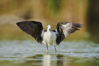 Black-winged stilt (Himantopus himantopus) standing in the water cleaning ists feathers, Camargue,