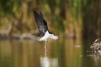 Black-winged stilt (Himantopus himantopus) standing in the water stretching its wings, Camargue,