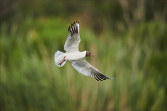 Black-headed gull (Chroicocephalus ridibundus) flying, Camargue, France, Europe