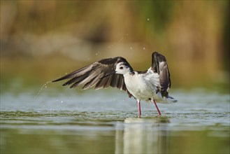 Black-winged stilt (Himantopus himantopus) standing in the water cleaning ists feathers, Camargue,