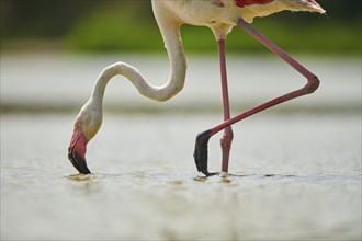 Greater Flamingo (Phoenicopterus roseus) walking in the water, portrait, Parc Naturel Regional de