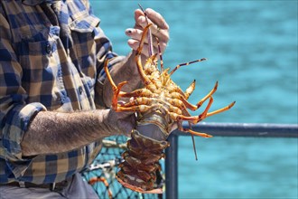 Hummer (Homarus), Bootsfahrt, Akaroa, Banks Peninsula, Canterbury, Neuseeland