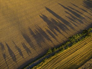 Long shadows of a row of poplars in the low sun on a summer evening near Hohnstein in Saxon