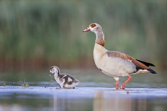 Egyptian Goose (Alopochen aegyptiaca) Old bird with young, foraging, UNESCO Biosphere Reserve Elbe