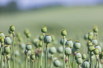 Poppy cultivation in Saxony