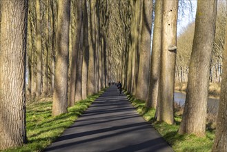 Avenue at the Damme Canal in Damme, West Flanders, Belgium, Europe