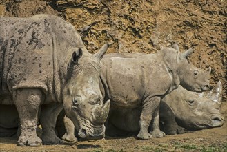 African white rhino, Square-lipped rhinoceros (Ceratotherium simum) family group showing male,