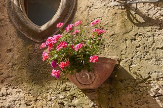 Ceramic flower pot, hanging on stone wall, Violet flowers, Montalbano Elicona, town, Nebrodi