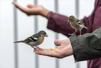 Two Madeira (Fringilla coelebs maderensis) chaffinches, sitting and eating out of hand, being fed,