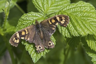 Speckled wood (Pararge aegeria) butterfly with severely damaged wings resting on leaf