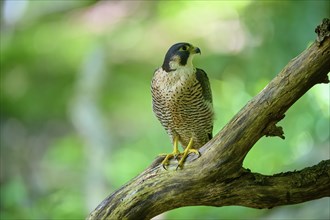 Peregrine Falcon (Falco peregrinus), adult sitting on branch in forest, Bohemian Forest, Czech