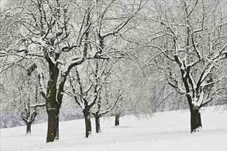 Winter landscape, snow-covered row of trees in the fog, Canton Zug, Switzerland, Europe