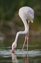 Greater Flamingo (Phoenicopterus roseus) walking in the water, Parc Naturel Regional de Camargue,