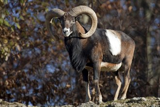 Mouflon (Ovis gmelini), captive, Baden-Württemberg, Germany, Europe