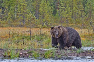 European brown bear (Ursus arctos) walking through swampy terrain, autumn, rear taiga, northern