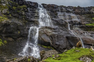 Shetland sheeps before a Waterfall in Estuyroy, Faroe islands, Denmark, Europe