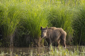 Wild boar (Sus scrofa), water, reeds, Lower Austria