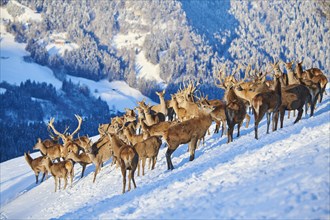 Red deer (Cervus elaphus) pack with stags and hinds on a snowy meadow in the mountains in tirol,