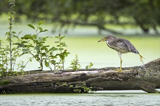 Black-crowned night-heron, black-capped night-heron (Nycticorax nycticorax) juvenile stretching leg