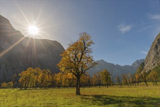 Engtal, GroÃŸer Ahornboden, Karwendel Mountains, Kalkalpen, Austria, Autumn-coloured sycamore maple