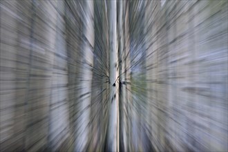 Quaking aspen, trembling aspen (Populus tremuloides), detail of tree trunks in forest, native to