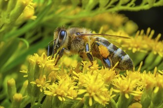 Honey bee (Apis mellifera) on a flower with pollen pellets attached to its hairs. Bas-Rhin,