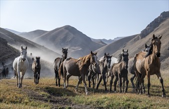 Herd of horses galloping over a hill, mountains behind, Kyrgyzstan, Asia