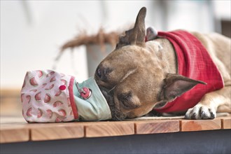 Hungry French Bulldog dog eating treats out of homemade treat bag