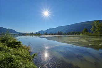 Moorland, sun, moor, summer, BleistÃ¤tter Moor, Steindorf am Ossiacher See, Lake Ossiach,