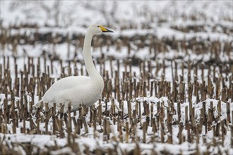 Whooper Swan (Cygnus cygnus), Emsland, Lower Saxony, Germany, Europe