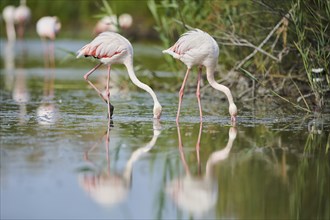 Greater Flamingos (Phoenicopterus roseus) walking in the water, Parc Naturel Regional de Camargue,