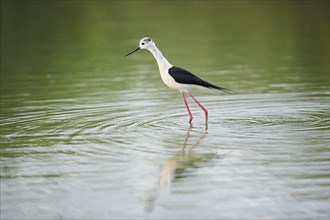 Black-winged stilt (Himantopus himantopus) walking in the water, Camargue, France, Europe