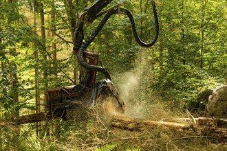 Press event forest damage