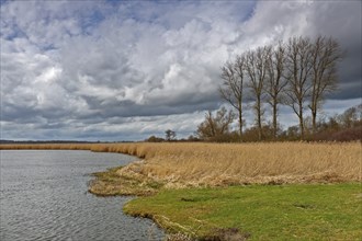 Gallery of poplar trees on the Trebel River, reed stand on the bank, Peene Valley River Landscape