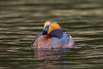 Horned grebe (Podiceps auritus) in breeding plumage sleeping on lake